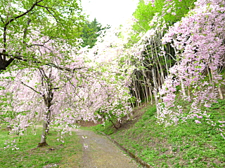 半田山の桜